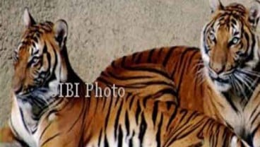 Tiga Harimau Mati di Kebun Binatang Medan, Pembenahan Mendesak Dilakukan